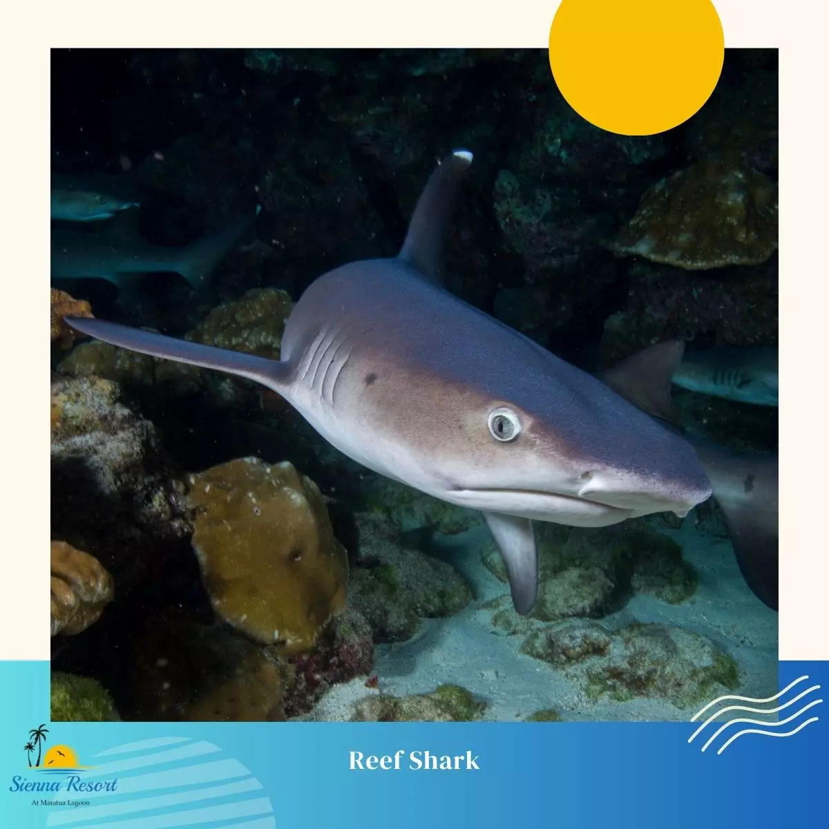 5. Reef Sharks