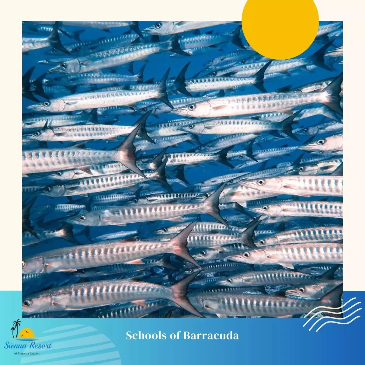 Marine Life You’ll Encounter When You Dive in Maratua