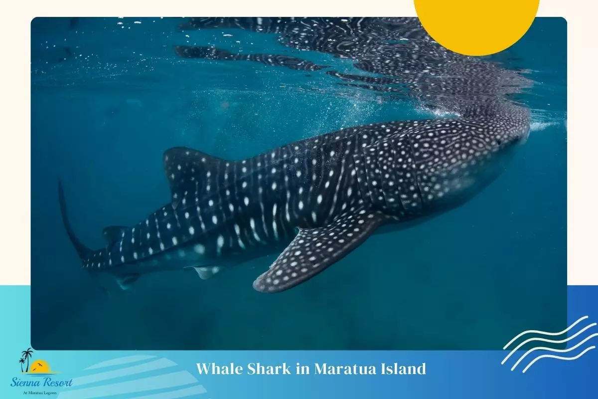 Why Maratua Island Is a Hidden Paradise for Whale Sharks