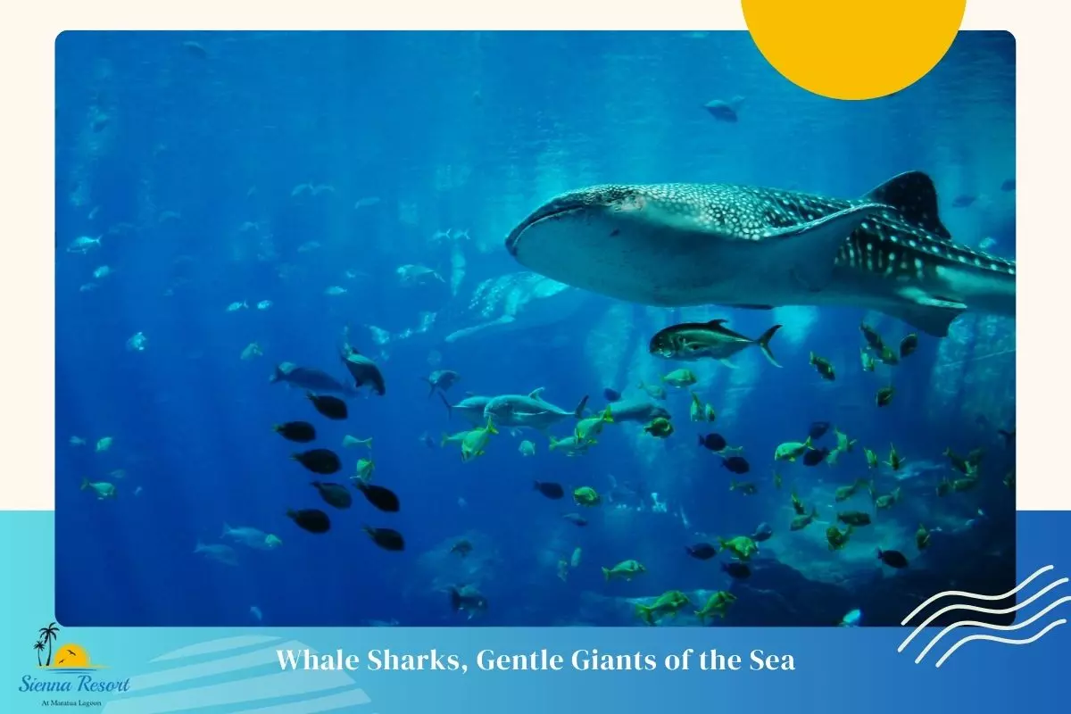 Understanding Whale Sharks, Gentle Giants of the Sea