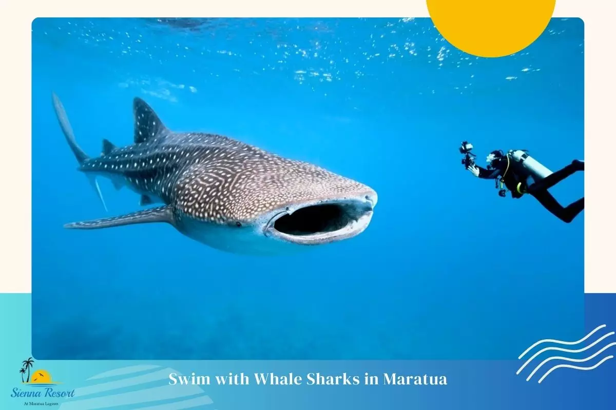 What It’s Like to Swim with Whale Sharks in Maratua