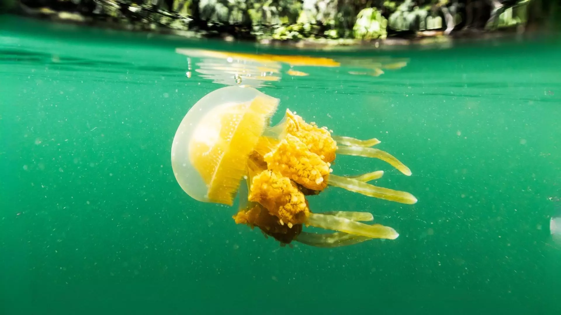 Jelly Fish Package
