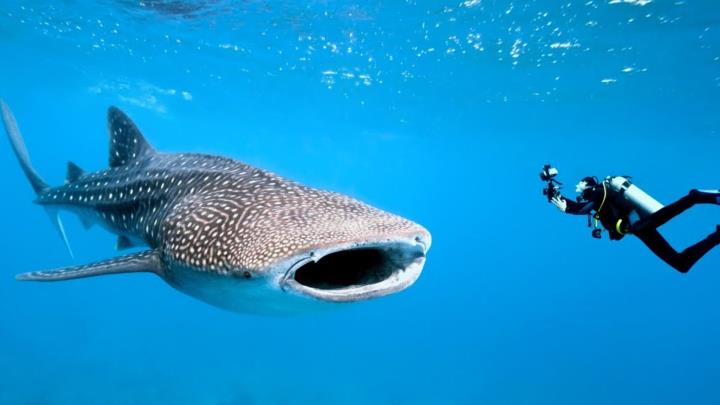 Whaleshark Package