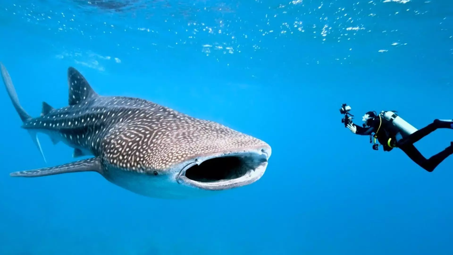 Whaleshark Package