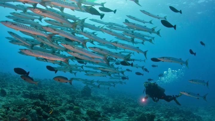 Fun Scuba Diving